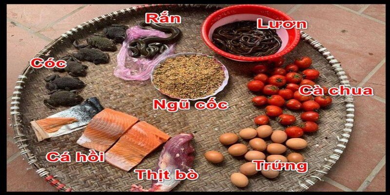 Nuôi gà đá tơ cần có chế độ ăn uống phù hợp