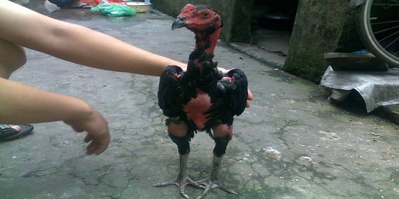 Thường xuyên luyện tập cho gà đá