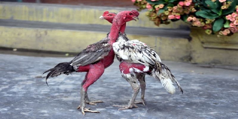 Gà đá tơ được hiểu như thế nào?